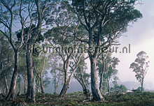 Fantasy Forest fotobehang 8-523 Bossen Komar